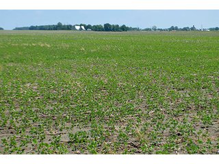 Property photo 71 - LAND AUCTION - 700+/- ACRES OFFERED IN 16 TRACTS IN ALLEN COUNTY, INDIANA